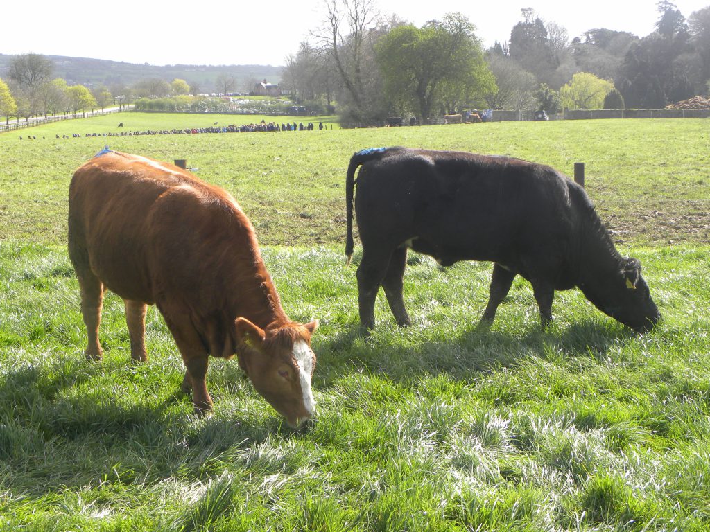 Heifers for bulling this season in Kildalton