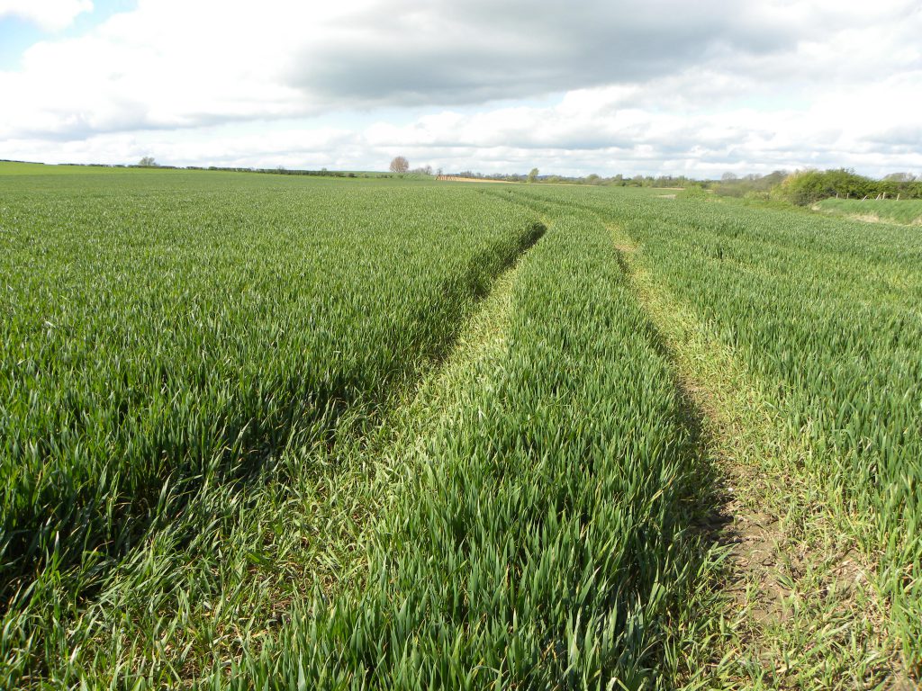 Variety: Avatar, Sown 28th of October 2013. Seeding Rate - 11stone acre.