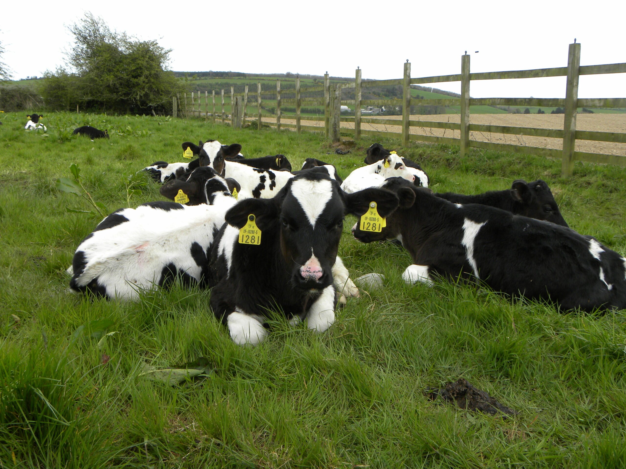 Calves should be offered fresh grass every three to four days and left in the one paddock for long periods of time