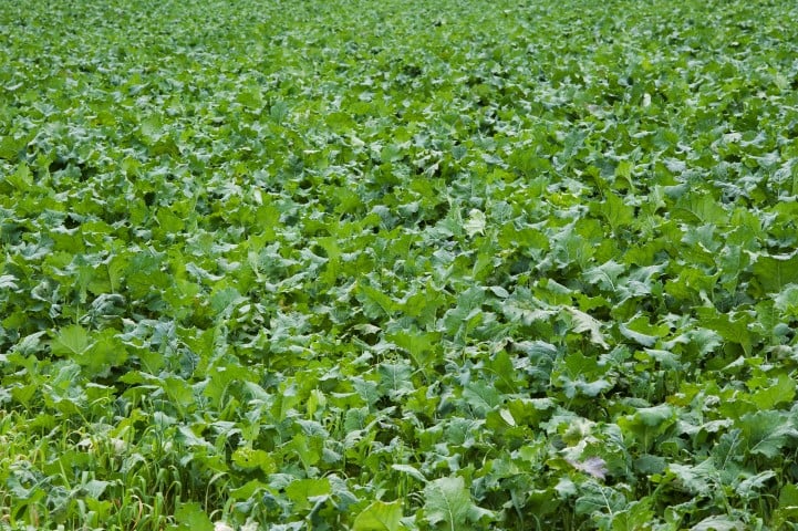 Kale crop in October. Photo O’Gorman Photography.