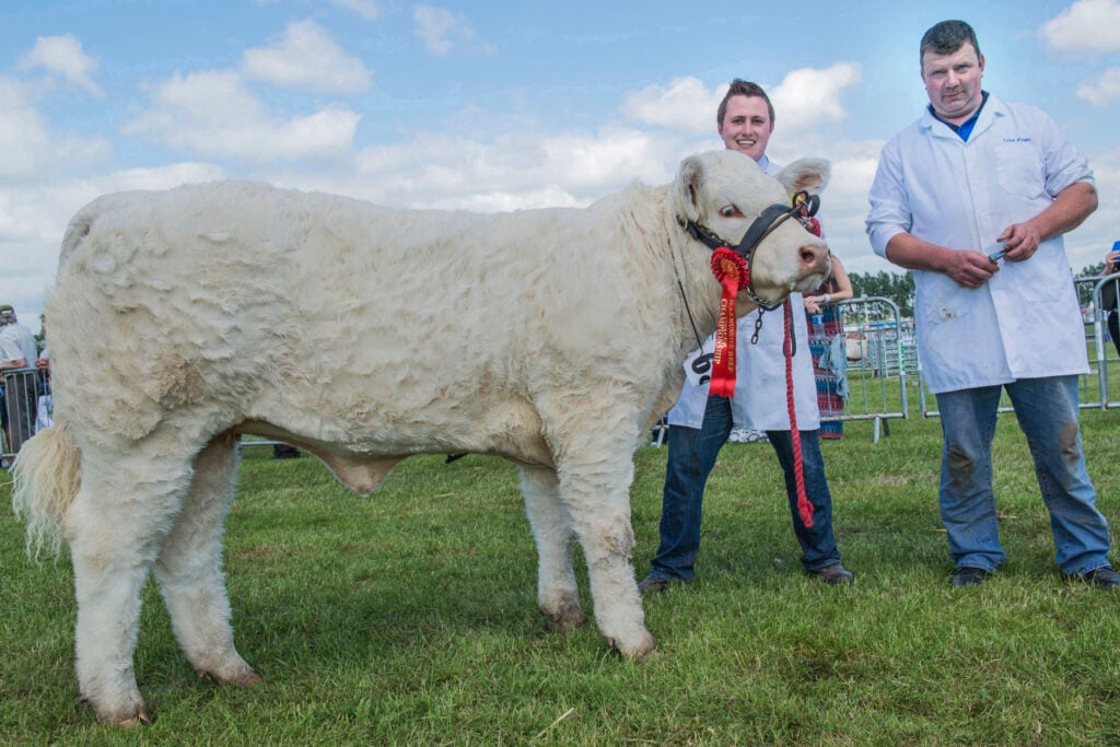 The Munster Agricultural Society All Ireland Pedigree Beef Heifer Calf Championship Winner at Experience Fest Cork Summer Show ‘Kilcommon Ina’ is pictured with Eoin McSweeney, showing & Tom Ryan, Thurles, Co Tipperary, owner. Photo O'Gorman Photography.