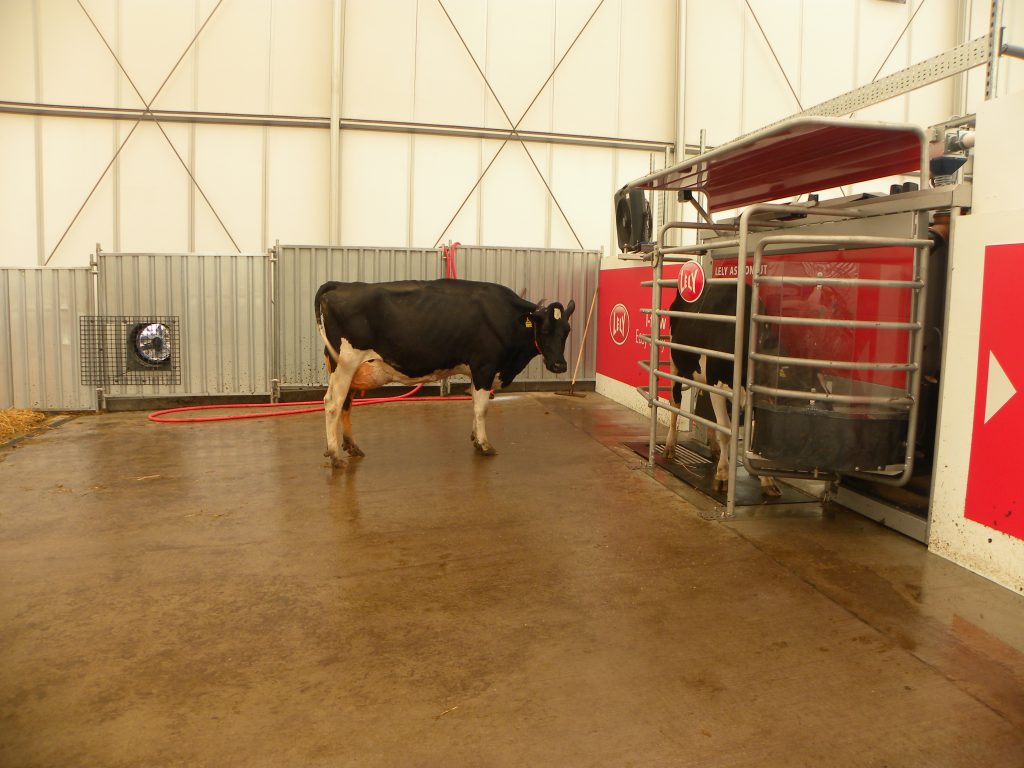 Cow waiting to be milked