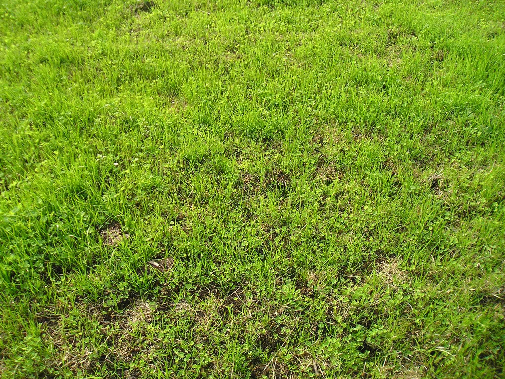 New sward at Greenmount established by min-till