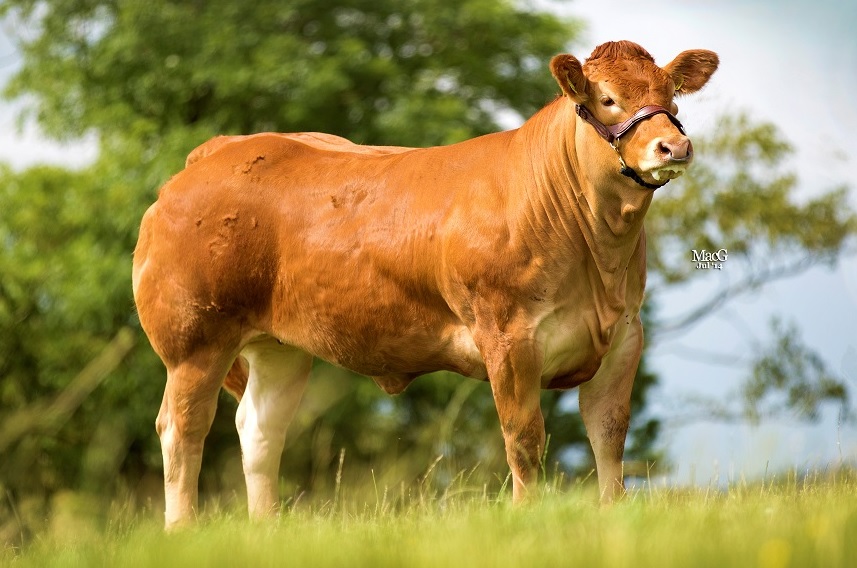 Glenrock Illusion Pic: British Limousin Cattle Society