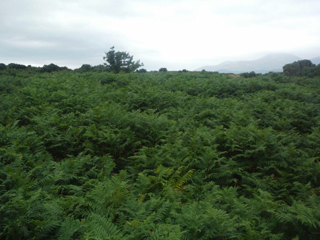 Highly infested bracken area.