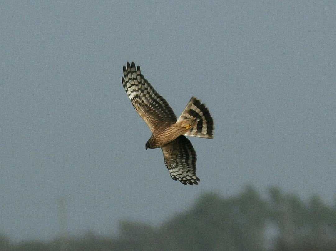 Image source: BirdWatch Ireland