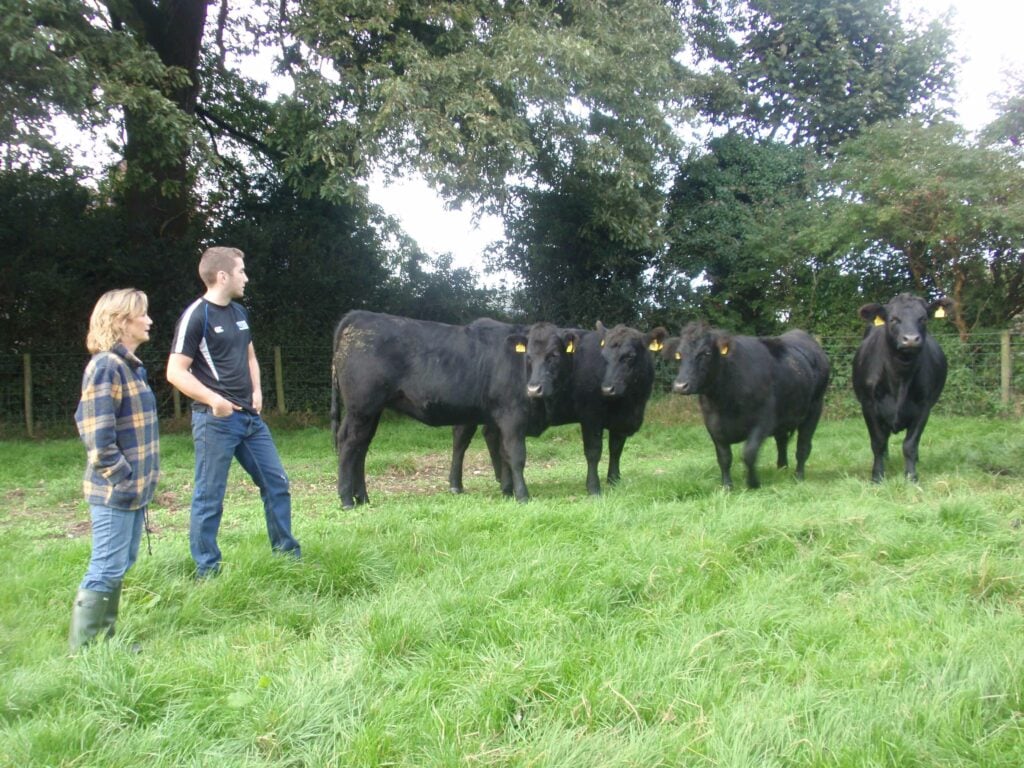 Lynda and James Greer with the Angus replacements