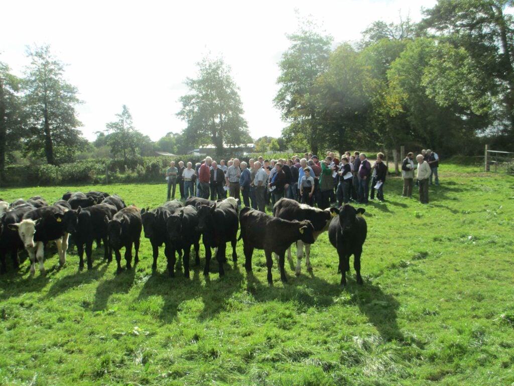 A selection of the younger dairy bred beef calves