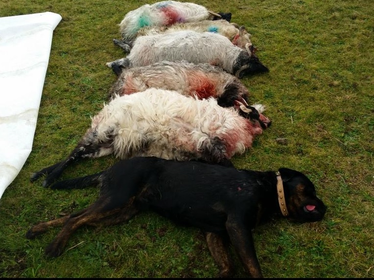 The result of a recent dog attack on sheep in Galway.