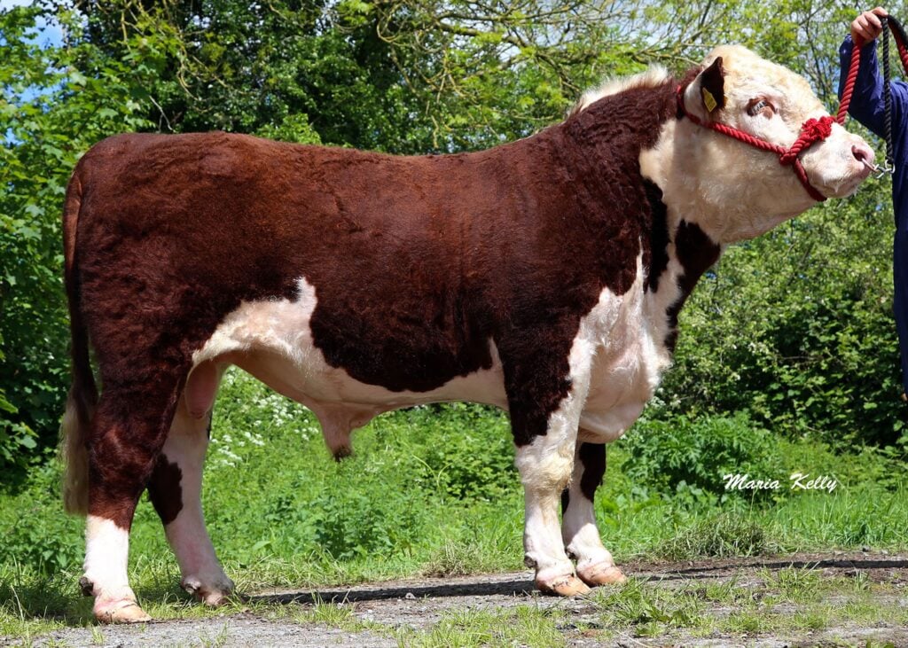 Allowdale Royale (AWR).