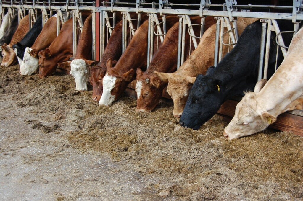 Overcrowding can lead to a reduction in performance