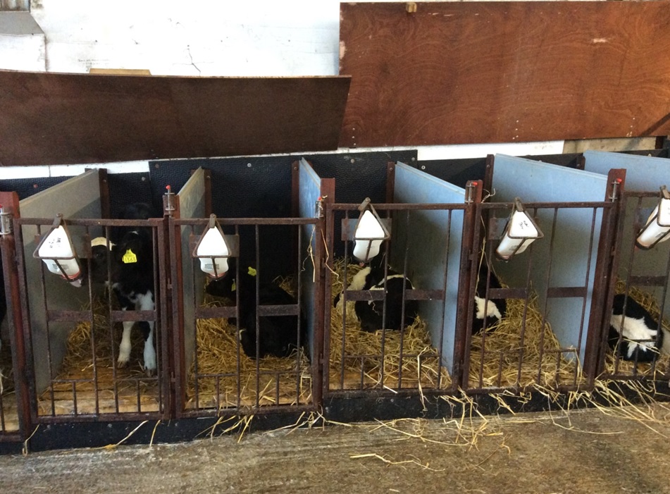 Calves are kept in individual pens until they are sucking well and have been vaccinated with Rispoval RS Pi3 Intranasal.