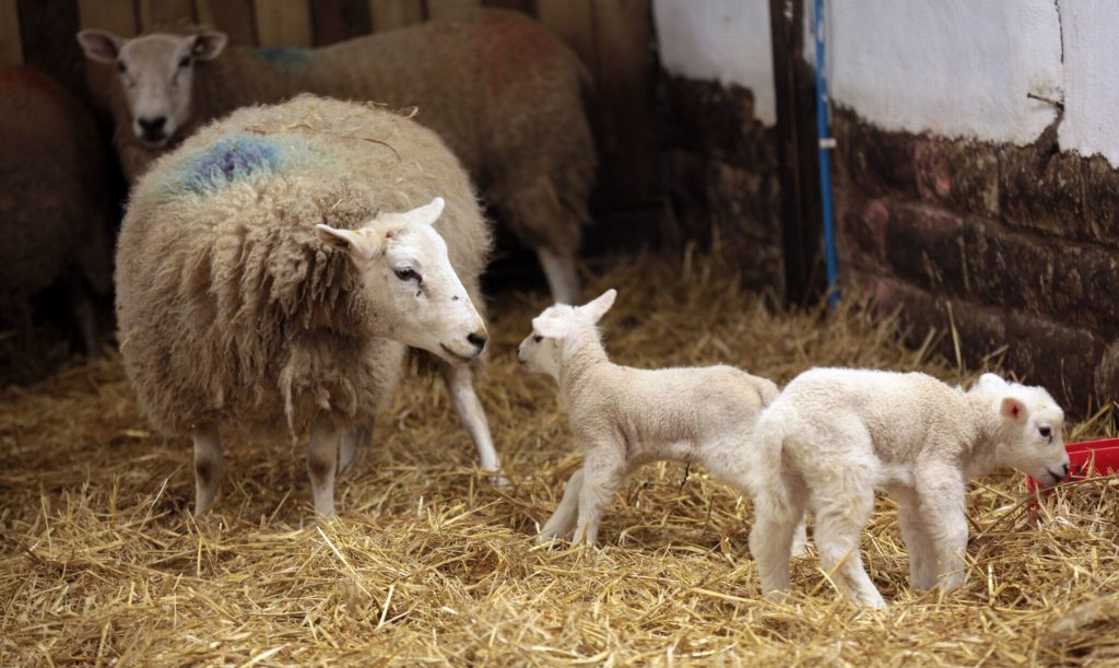 Quito with her two four legged lambs. Picture: Chronicle Live.