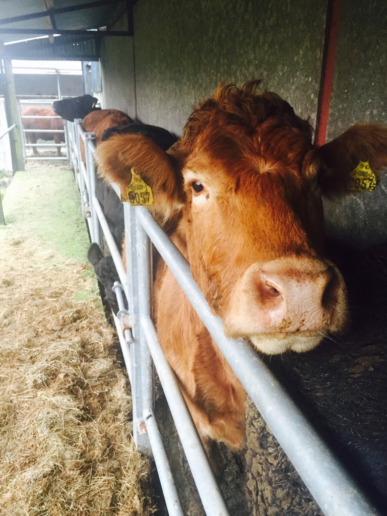Farmers generally used to seek help with labour intensive tasks, such as cattle tests