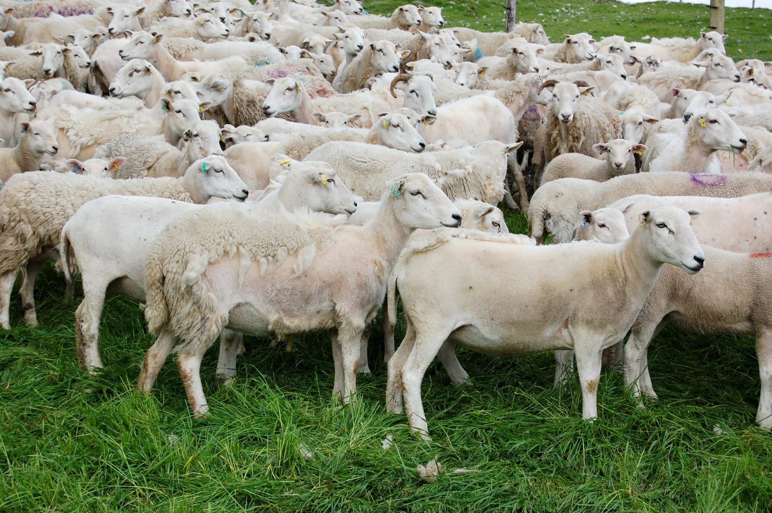 Easycare ewes shedding their wool