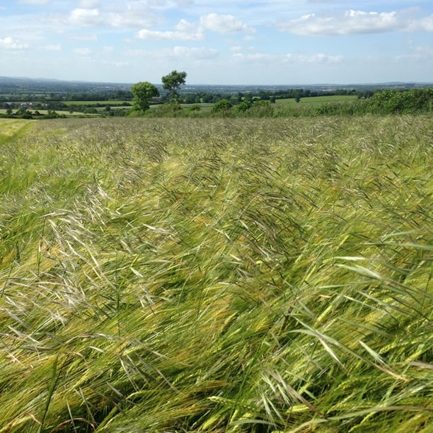 Sterile brome in winter barley