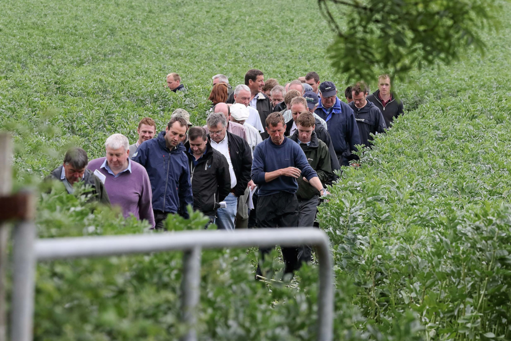 Visitors at the open day walking through beans.