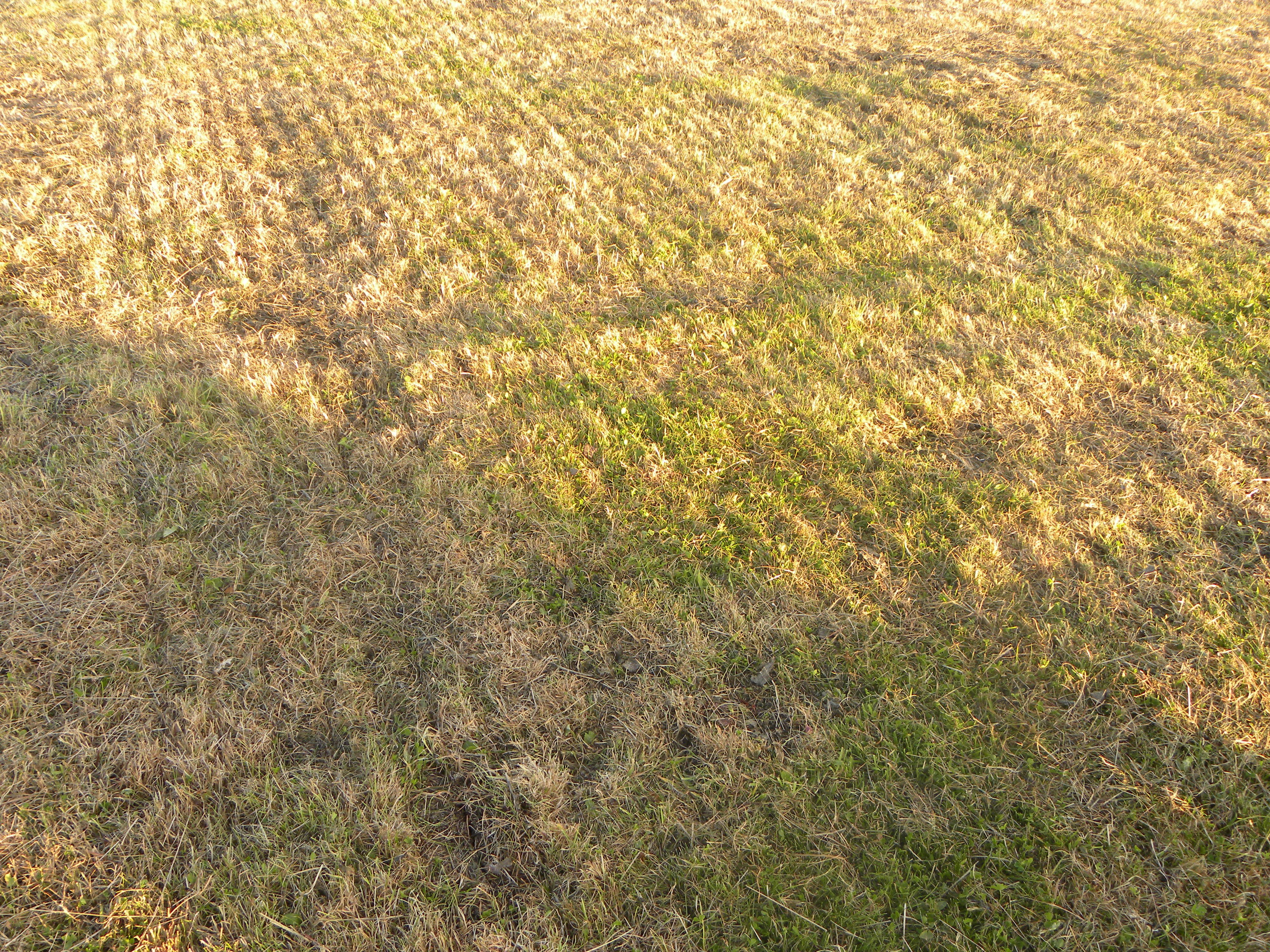 Vredo min-till seed bed