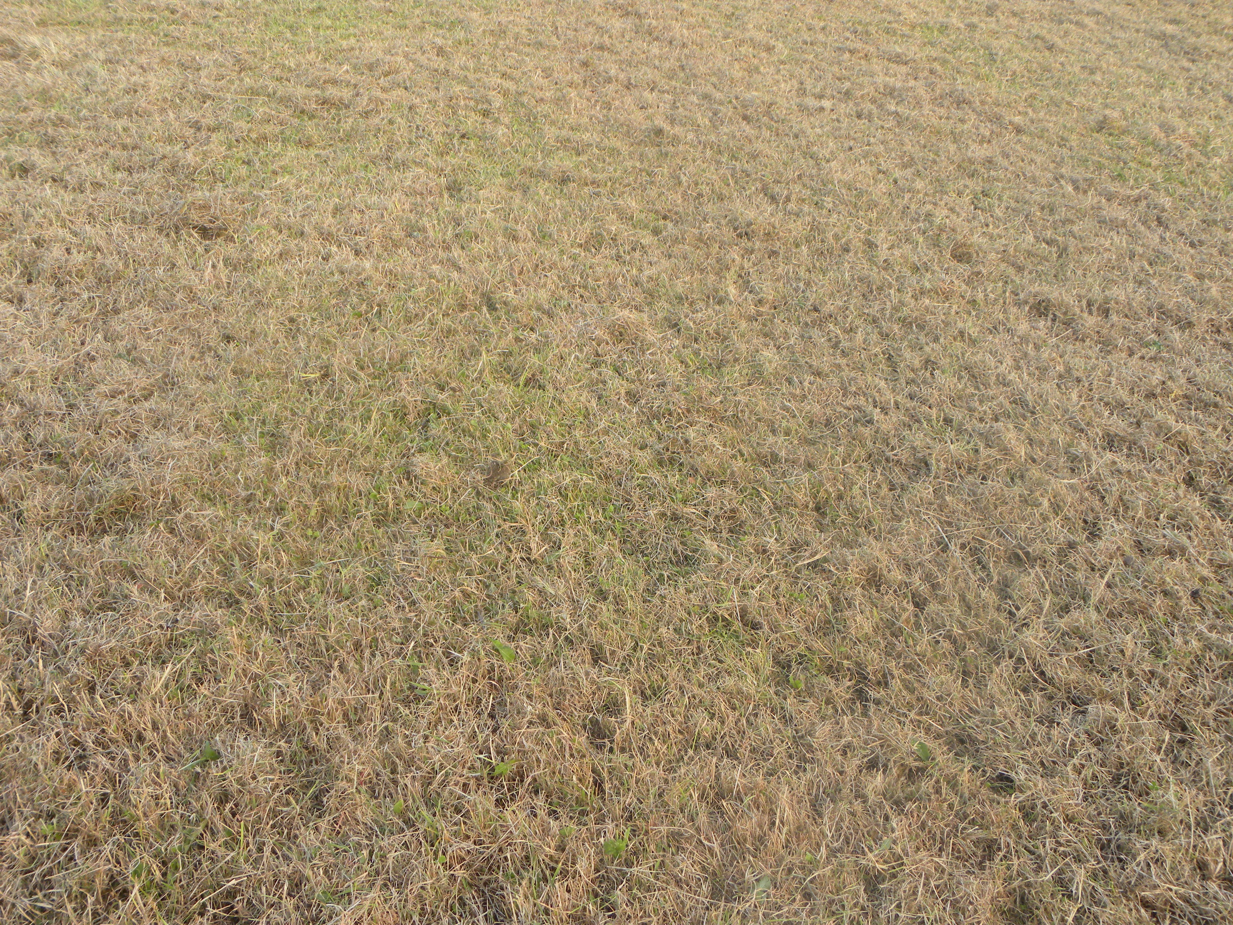 Seed bed after one pass with the Einbock system