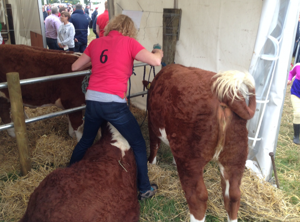 Every angle is covered when preparing cattle.