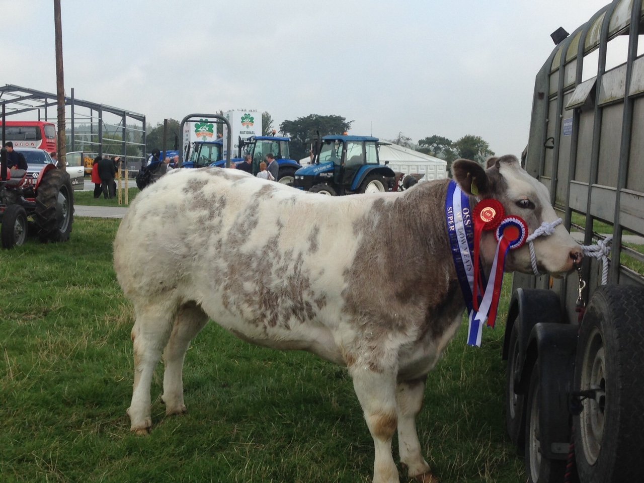 Belgium Blue X heifer who won Best Heifer with no Permanent Teeth at the Tullamore Show, owned by Erwin Stanley