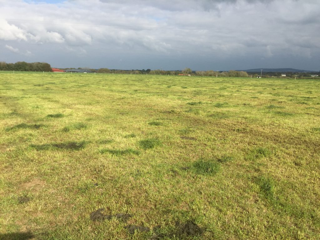 Grazed paddocks are slow to regrow this spring.