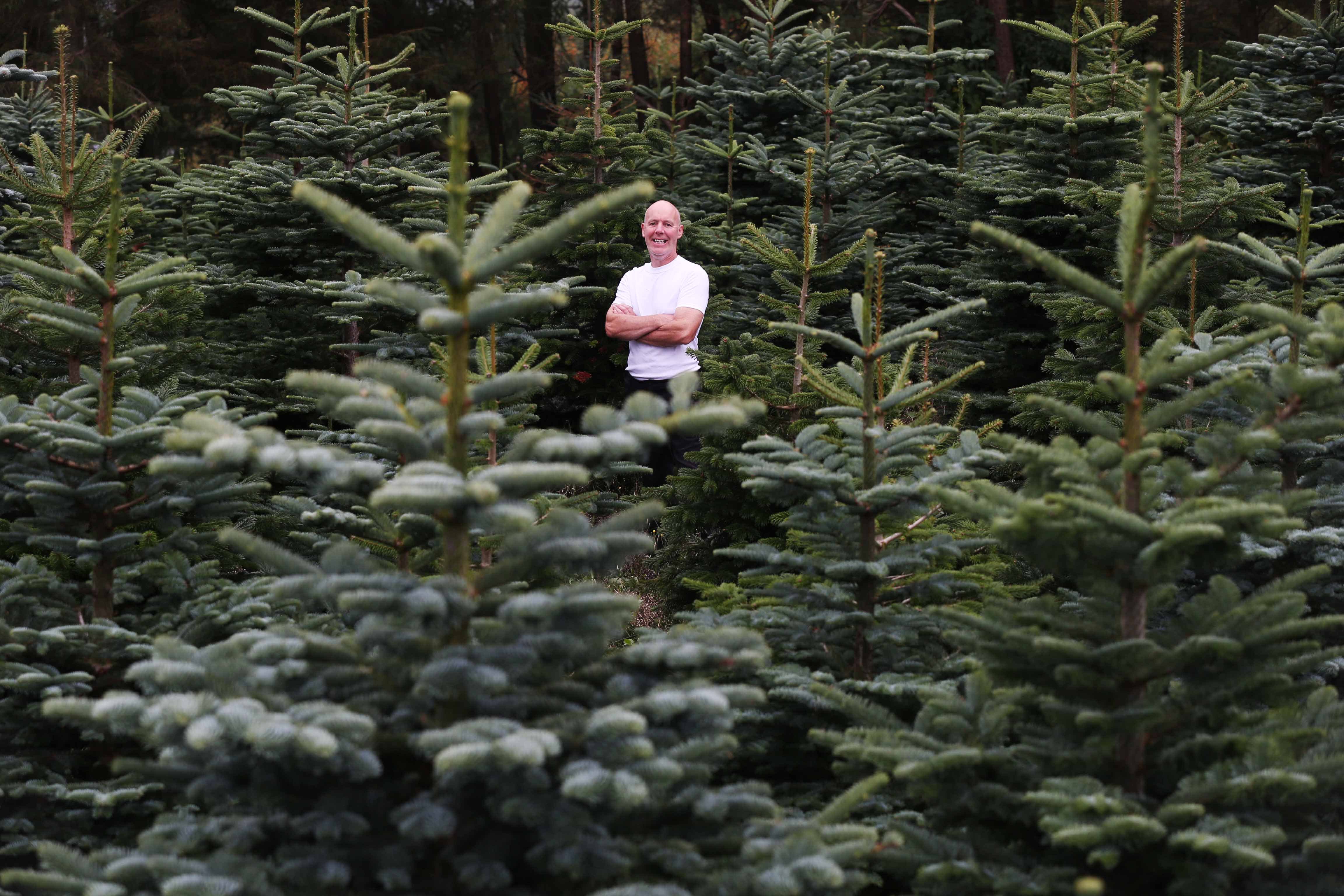 Christy Kavanagh among some of his trees at the Irish Christmas Tree Growers Association Field Day. Photo: Leon Farrell/Photocall Ireland.