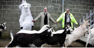Source: Bóthar.ie