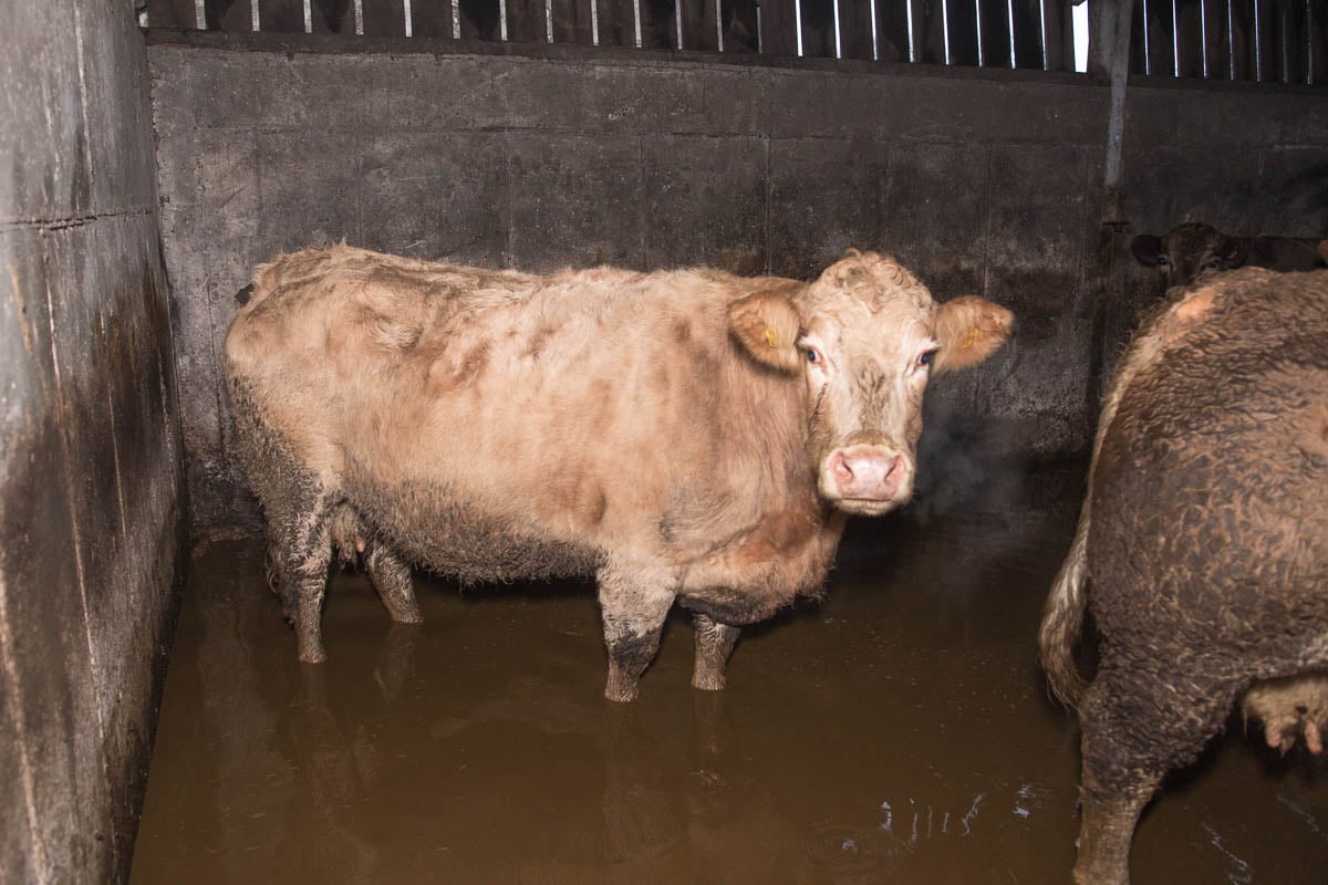 These animals have been removed from this shed since this photo was taken. Image: Donal Kelly