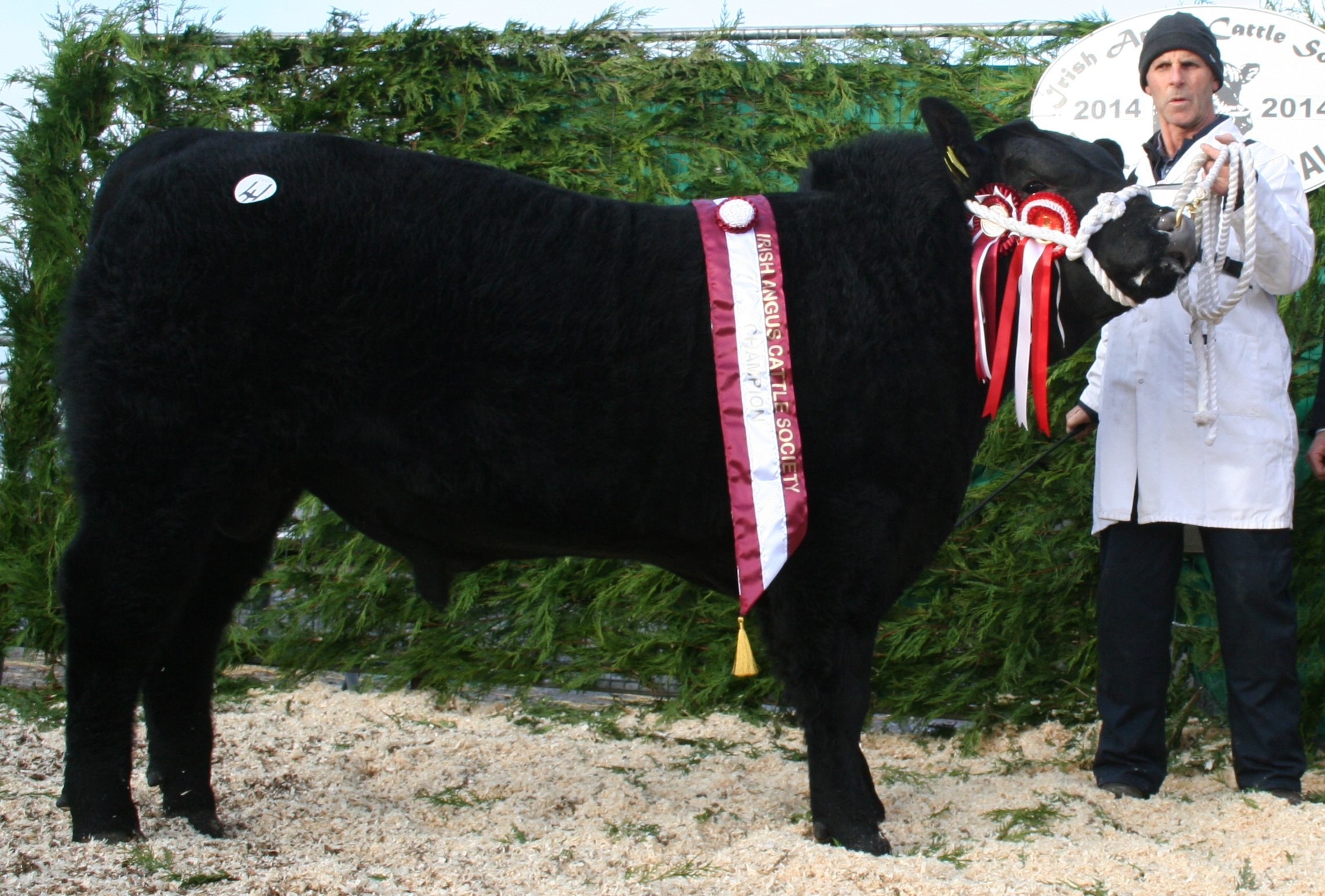 2014 male champion – Portanes K Black Buster, sold €4,700