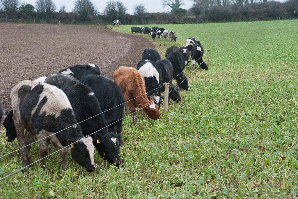Friesian weanlings are pictured strip grazing a crop of kale. Image source: O’Gorman Photography