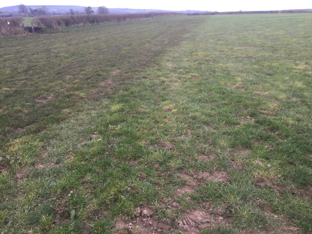 zero-grazed ground after receiving 3,000 gallons of slurry/ac
