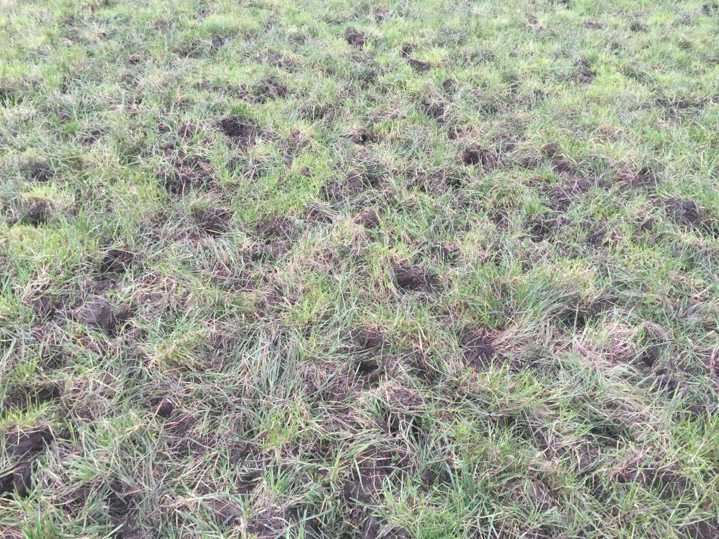 Paddock with a peaty soil which is prone to poaching.