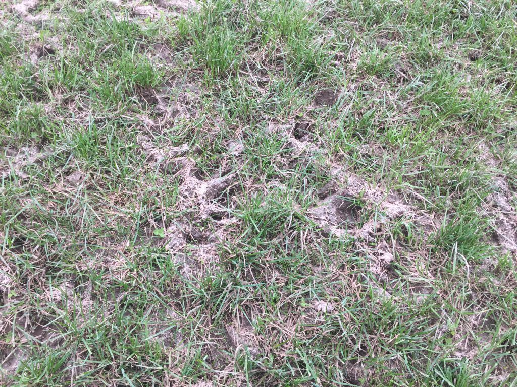 Fields receive 3,000 gallons of slurry/ac after grazing.