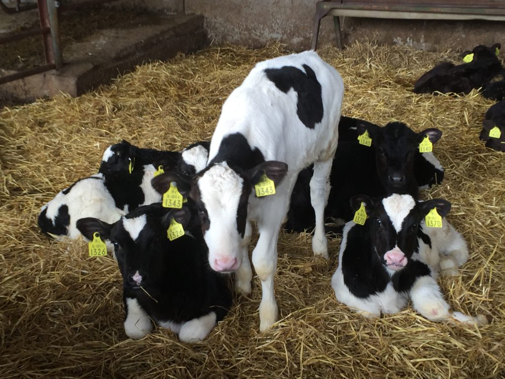 2016 born calves on Sean Daly’s farm.