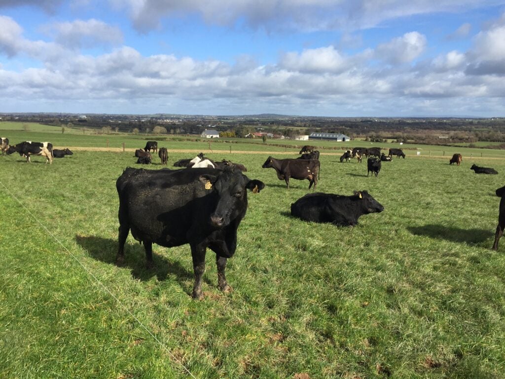 Cows doing a small bit of damage at grass.