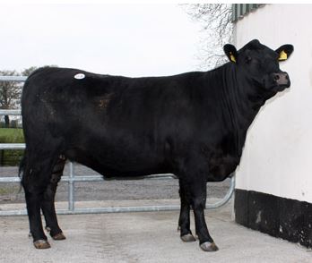 One of Michael O’Leary’s heifers. Source: irishaberdeenangus.com