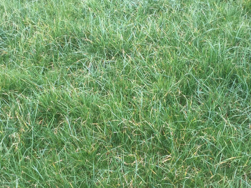 Grass cover of 1,200kg/ha (9-10cm).