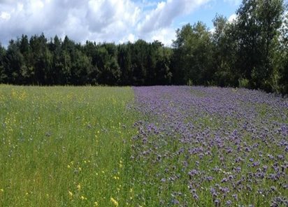 The GLAS mixture on the left. Phacelia on right.