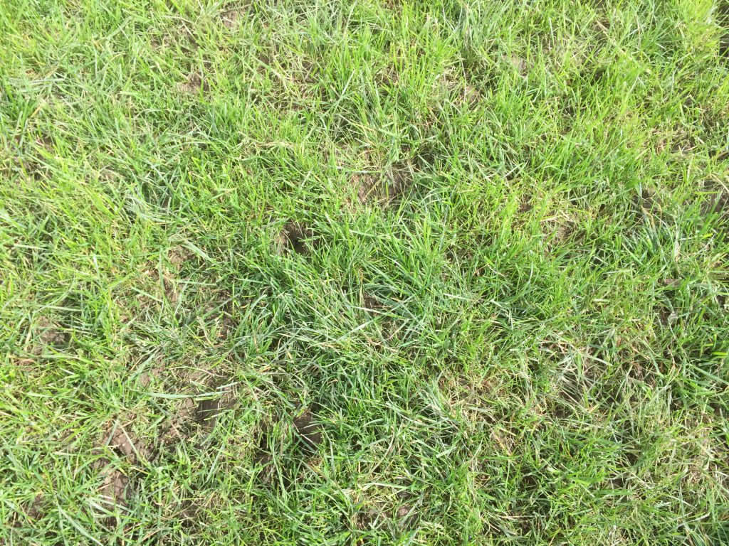 Grazed paddock showing signs of recovery on Shane O’Loughlin’s farm in Monasterevin.