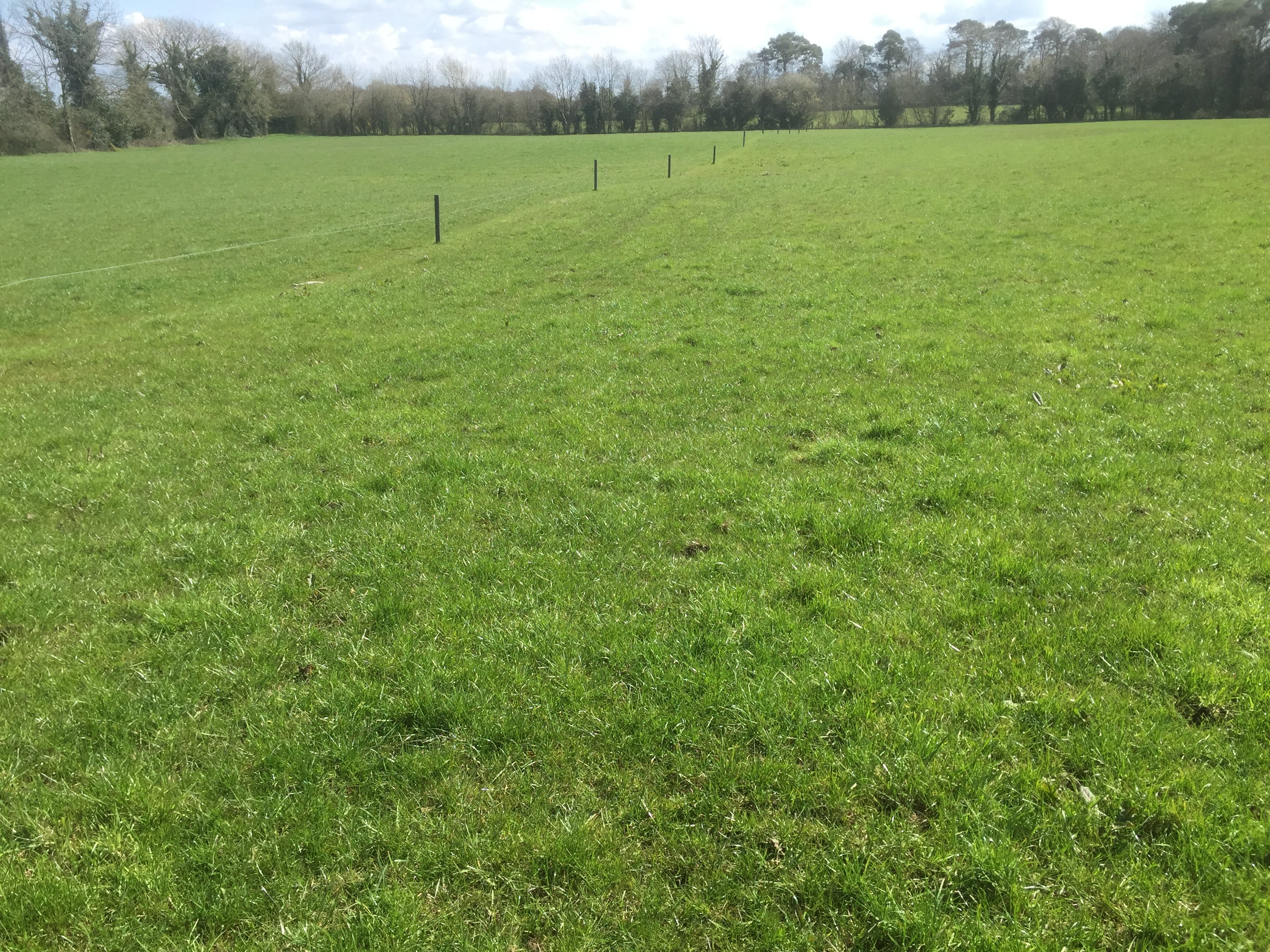 Adjusting your paddock sizes can lead to improved milk production and less stress on younger cows in the herd