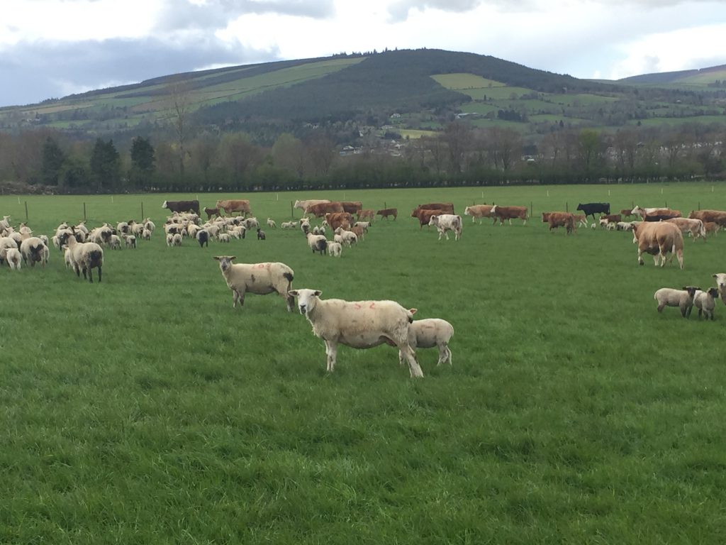 Mixed grazing on John Pringle's farm