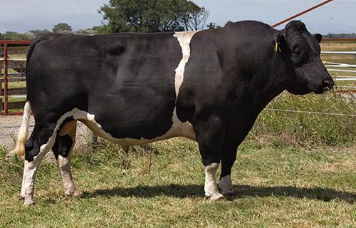 SFZ Savannahs HF Hammer S1F who is a daughter proven sire with over 95% reliability for ease of calving