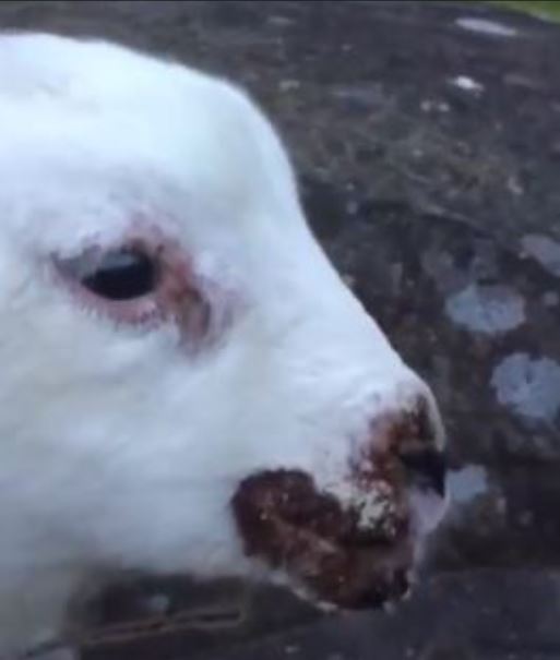 Lamb showing visible signs of an Orf outbreak.