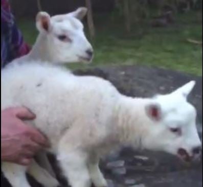 Lamb showing signs of Orf (front) and lamb without Orf (back)