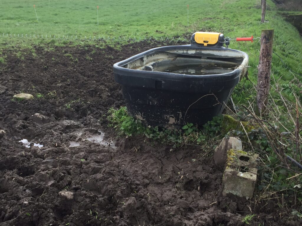 Poorly positioned water trough – The electric fence limits the cows access to water.