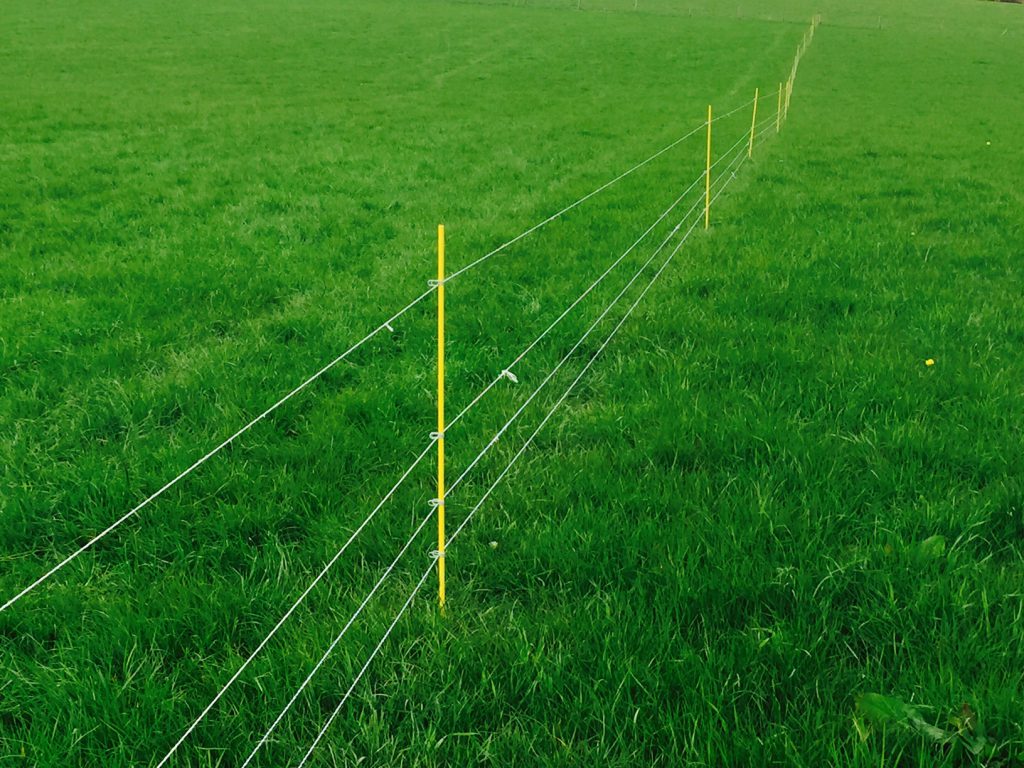 Temporary electric fences are used to further divide paddocks
