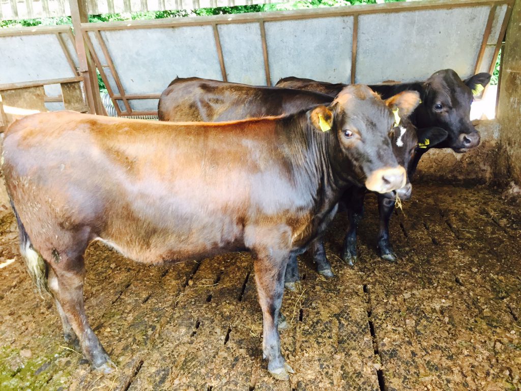 Yearling Aubrac/Holstein Friesian heifers
