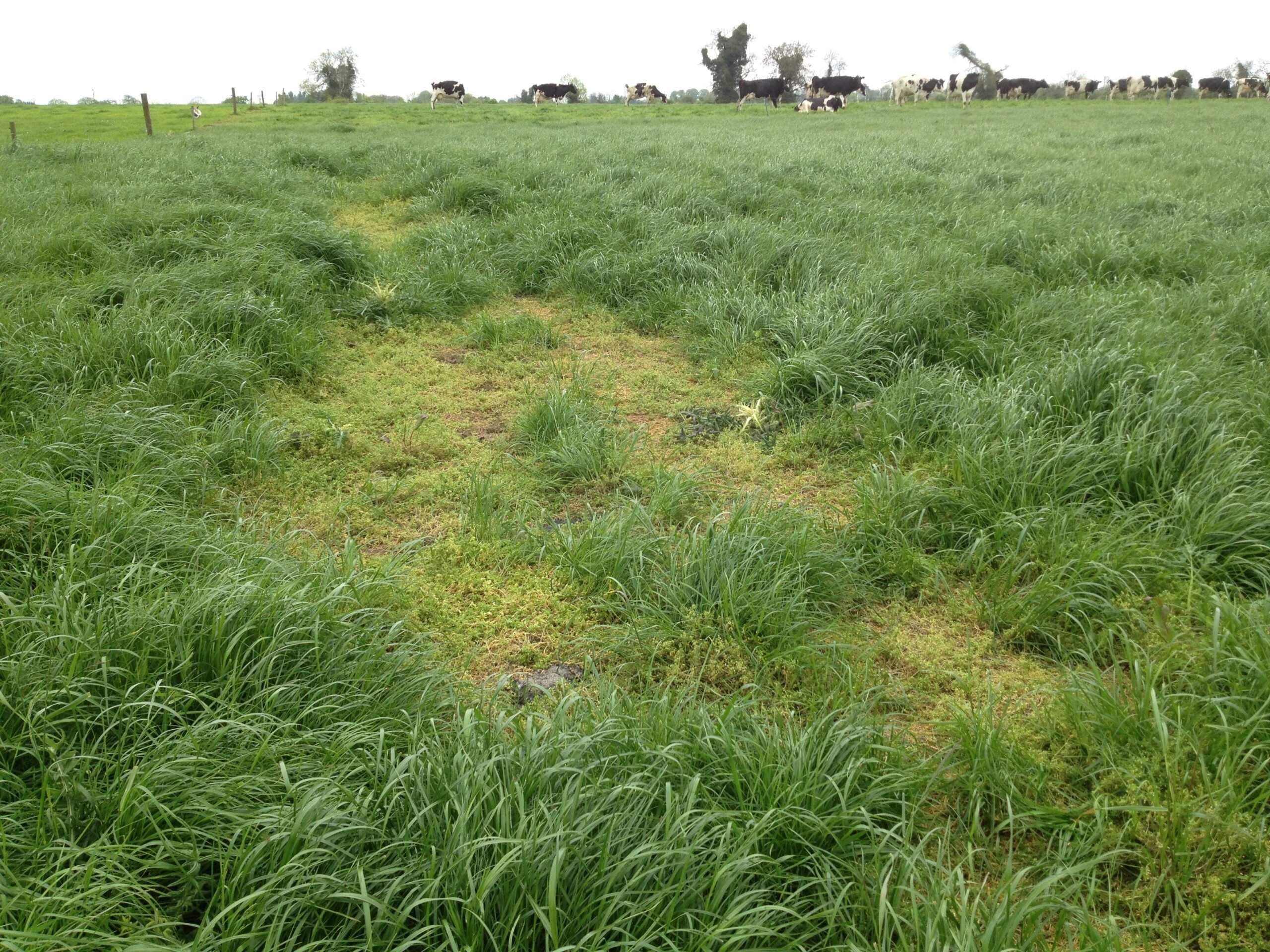 Chickweed can totally smoother out grass swards if not controlled in time