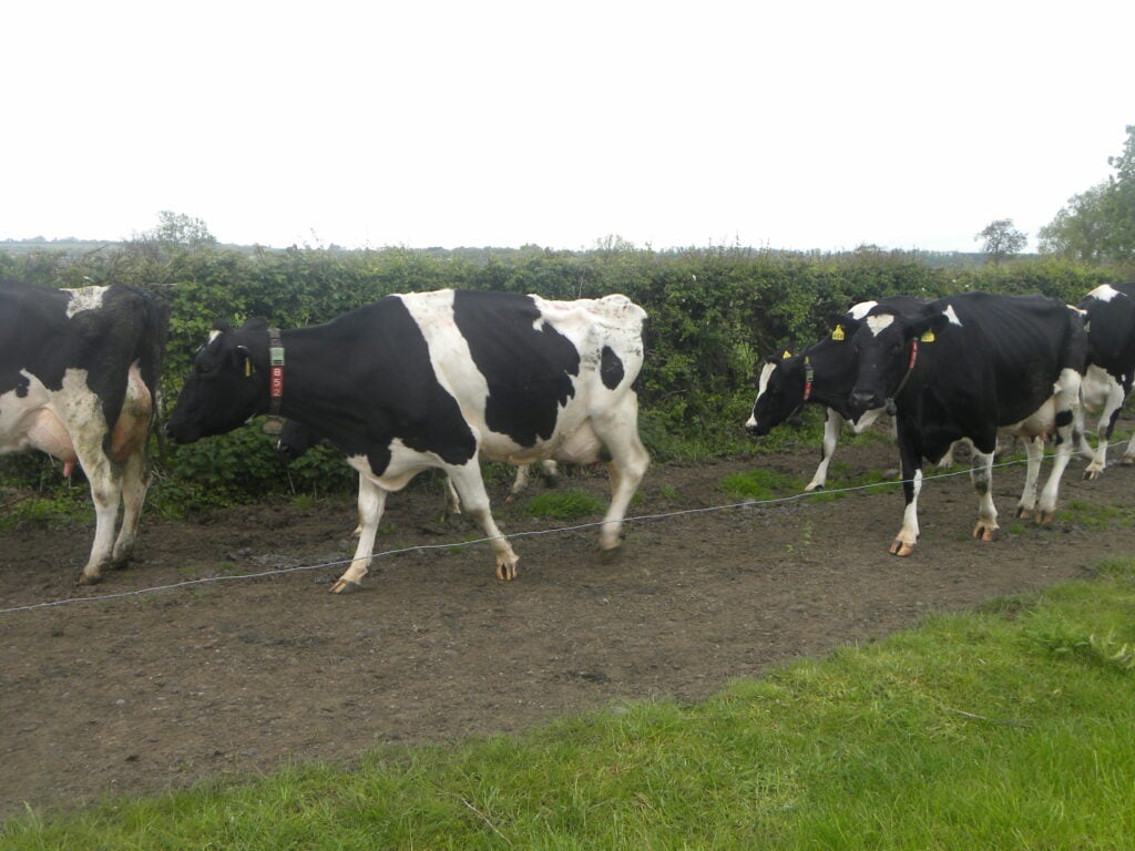 Typical Holstein Friesian cows on the Hand’s farm.